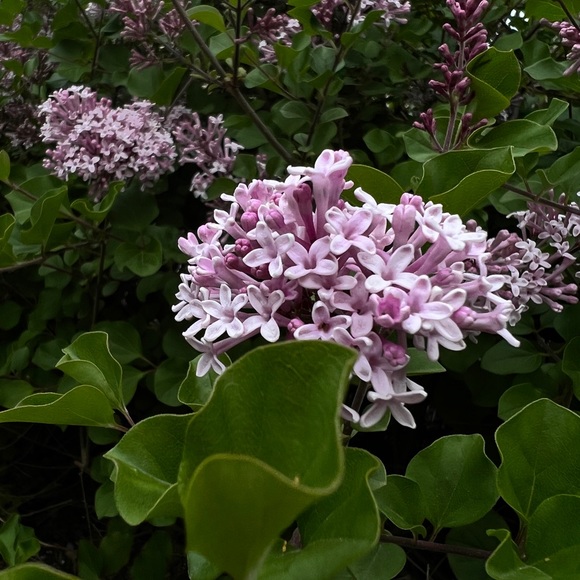 Meet your Posher, Zema - Picture 2 of 2